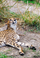 African Wildlife Cheetah 