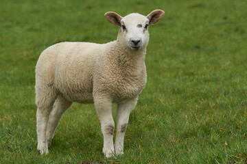 Obraz premium Sheep and lambs in lush green fields of the Woolley Valley, an Area of Outstanding Natural Beauty in the Cotswolds on the outskirts of Bath, England, United Kingdom