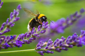Hummeln und Blüten