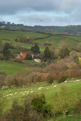Sheep and lambs in lush green fields of the Woolley Valley, an Area of Outstanding Natural Beauty in the Cotswolds on the outskirts of Bath, England, United Kingdom
