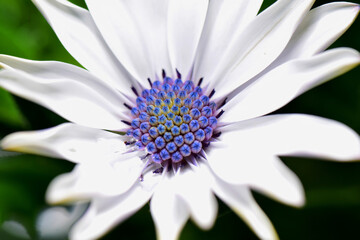 White Aster flower