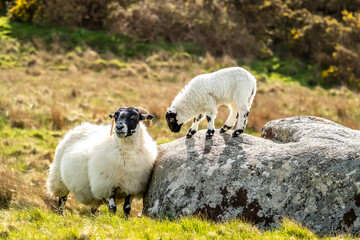 A blackface sheep family in a field in County Donegal - Ireland