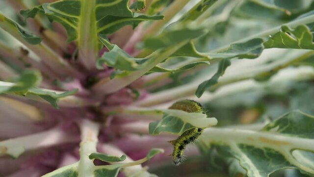 Macro detail of larva of Cabbage White butterfly (Pieris rapae) in nature with blurred background in HD VIDEO. Close-up of caterpillar - insect pest causing huge damage to harvest in farms and gardens