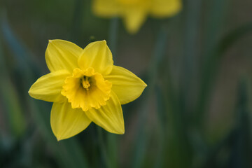 Flower of a large yellow daffodil on a dark background.