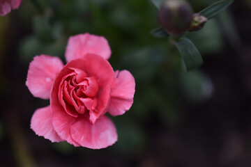 Macro photo of a small pink carnation.