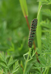 Papilio machaon caterpillar on carrot leaf 