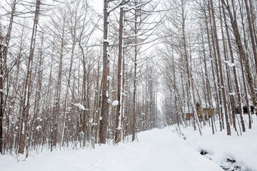 Snow-covered forest scenery during the day in Furano, Hokkaido, Japan