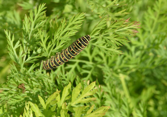 Papilio machaon caterpillar on carrot leaf 