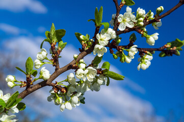 Blossoming orchard in the spring. Blooming plum orchard tree on a blue sky background. Spring background. Spring orchard