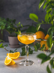 Champagne coupe glass of refreshing orange cocktail with ice served on gray table surface surround of orange fruit and different green plants