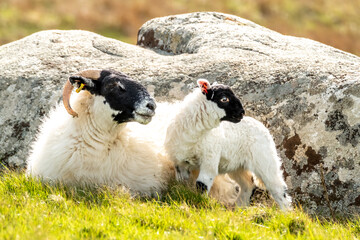 A blackface sheep family in a field in County Donegal - Ireland