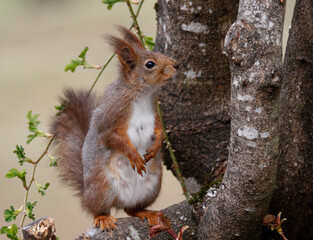 Red squirrel