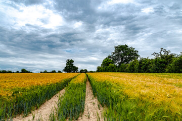 Fototapeta na wymiar Weg durch ein Weizenfeld mit dramatischem Himmel