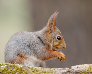 Red squirrel