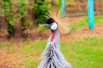 Fototapeta premium grey crowned crane