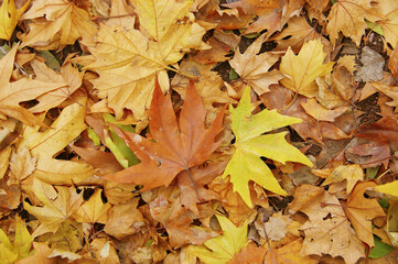 fallen autumn leaves. yellow leaves on the ground and branches