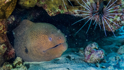 Moray hides in a reef on the Red Sea