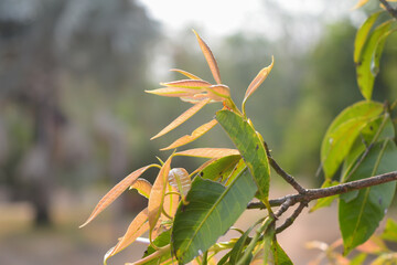 The young shoots of the trees are exposed to sunlight.