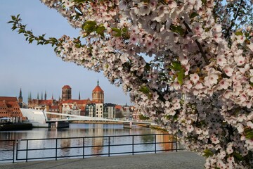 Branches with pink flowers of fruit tree Prunus serrulata and panorama of Old Town of Gdansk with...