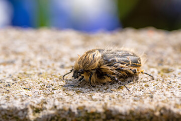 Tropinota hirta eats flowers. Insecticidal pest control concept