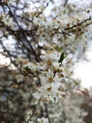 flower blossom tree mirabelle