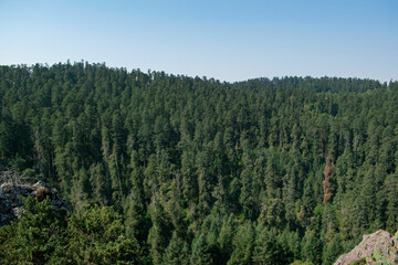 nature Mexico hidalgo forest and sky