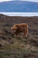 scottish highland cow