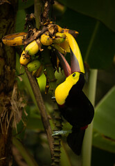 Desayuno para &eacute;l.