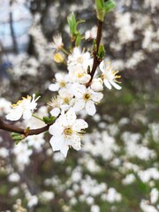 flower blossom tree mirabelle