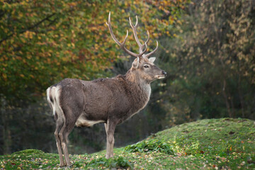 Adult Sika Stag in Autumn during the Rut