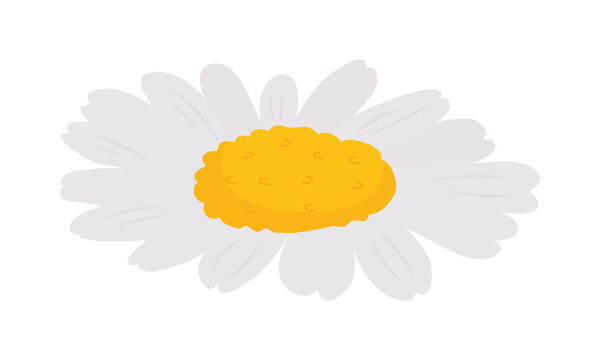 chamomile icon image