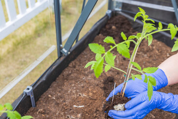 Close up view of a female figure planting tomato seedlings in a garden bed in greenhouse. Gardening concept. Sweden.