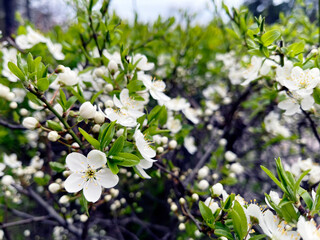 A flowering tree in the garden on a sunny day