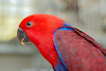 Eclectus roratus