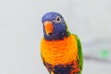 Trichoglossus moluccanus