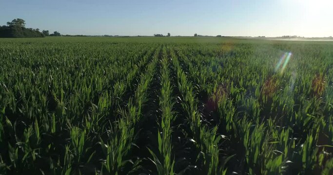 Beautiful landscape of a green field. Flight over cornfield and green soybeans. Crop field top view.