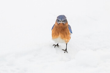 A very grumpy looking male Eastern Bluebird stands in a snow covered lawn.
