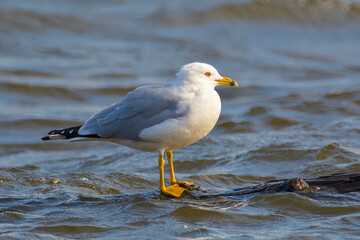 seagull on the beach