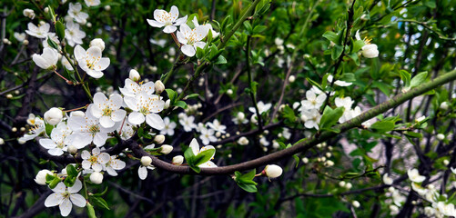 A flowering tree in the garden on a sunny day