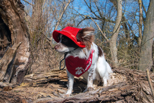 Chihuahua mit Hut und Halstuch im Baimstamm