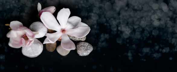 beautiful pink magnolia flower in water, smooth white stones, concept of wellness spa treatments...