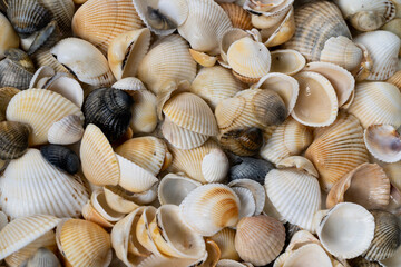 seashells on the beach top view. Summer background. Set of shells 