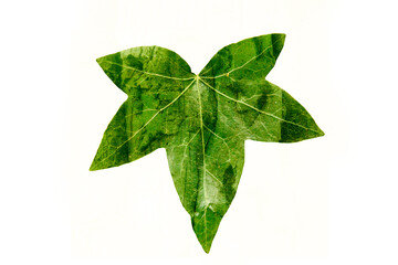 green leaf isolated on white background