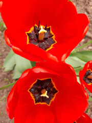 Tulip flower open