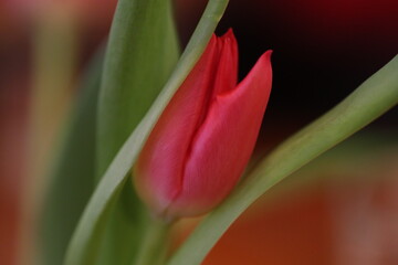 rote Tulpe in Nahaufnahme