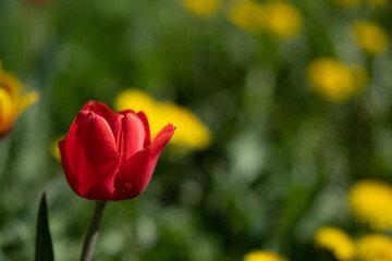 Beautiful red spring tulip on the yellow dandelion lawn