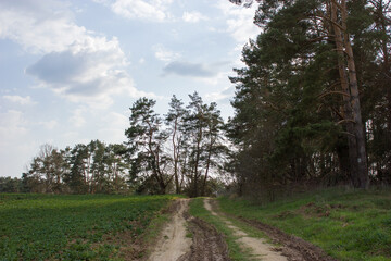 Fototapeta na wymiar Spring landscape: A road along the edge of the forest, a green field and an evening blue sky with white clouds.