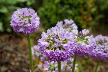 The Drumstick primula (Primula denticulata) blooming in a garden