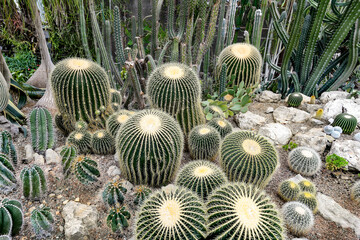 cactus in the garden