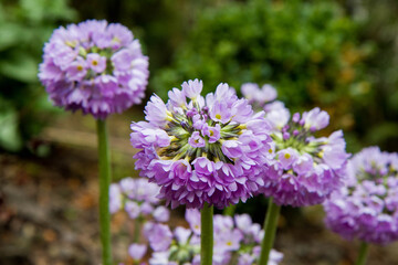 The Drumstick primula (Primula denticulata) blooming in a garden